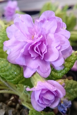 Primula vulgaris 'Quakers Bonnet' - 8cm pot 